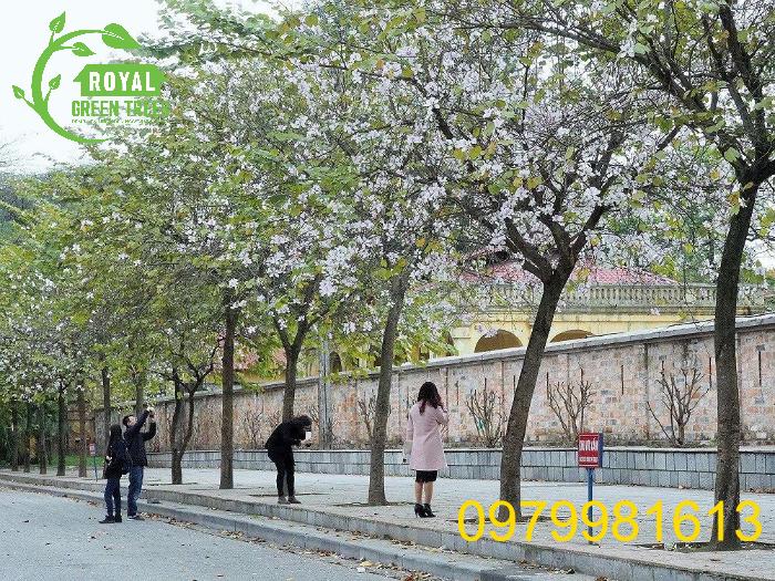 Chụp ảnh dưới tán hoa ban