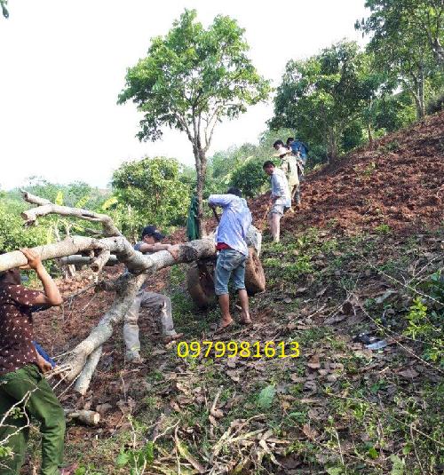 khai thac cay hoa ban