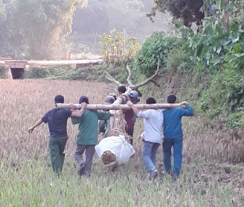 khai thac cay hoa ban tay bac