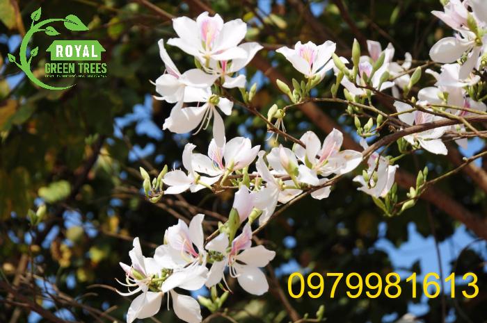 Hoa cây hoa ban màu hồng nhạt