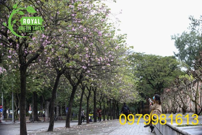 Hàng cây hoa ban tại Hà Nội