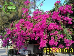 Cây hoa giấy: Đặc điểm, ý nghĩa, hướng dẫn chăm sóc chi tiết