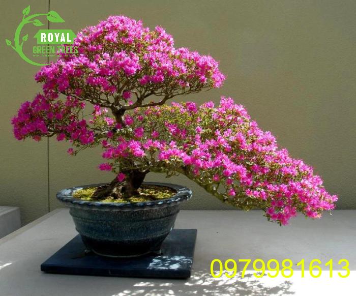 Cây hoa giấy được trồng trong chậu