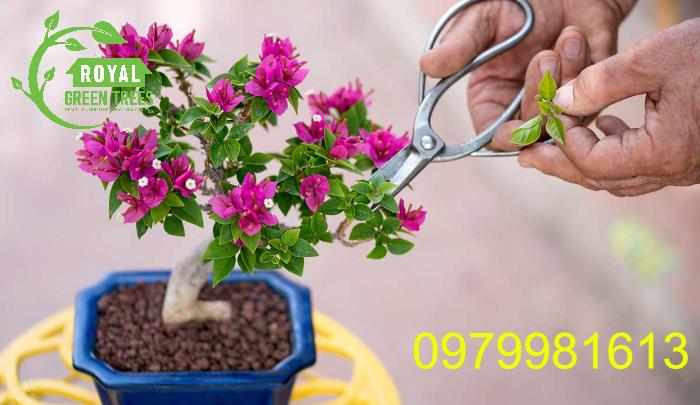 Cắt tỉa tạo tán cho cây hoa giấy