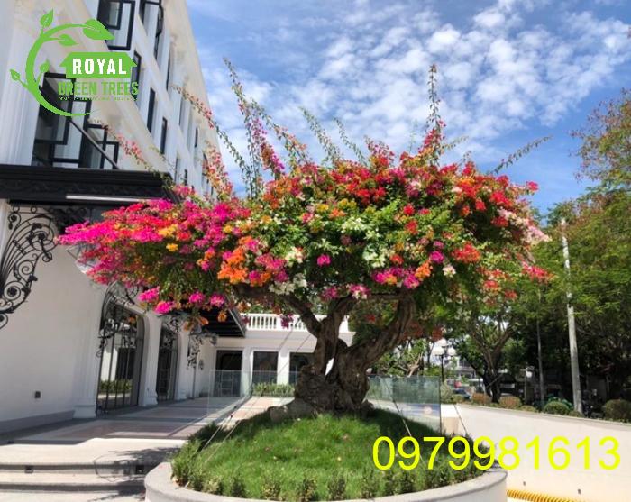 Cây hoa giấy ngũ sắc