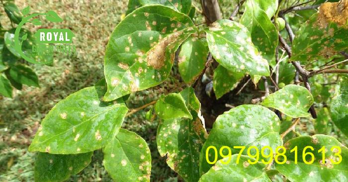 Bệnh hại ở cây hoa giấy