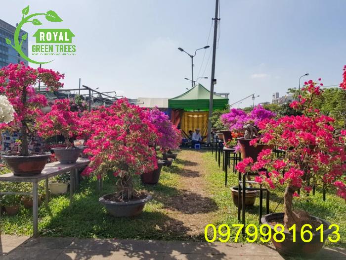 Cây hoa giấy làm cây cảnh