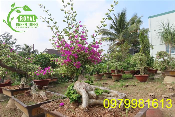 Cây hoa giấy cổ thụ với dáng gốc độc lạ