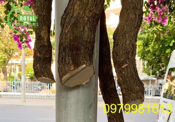 Thân cây hoa giấy