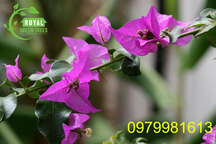 Cành cây hoa giấy có gai