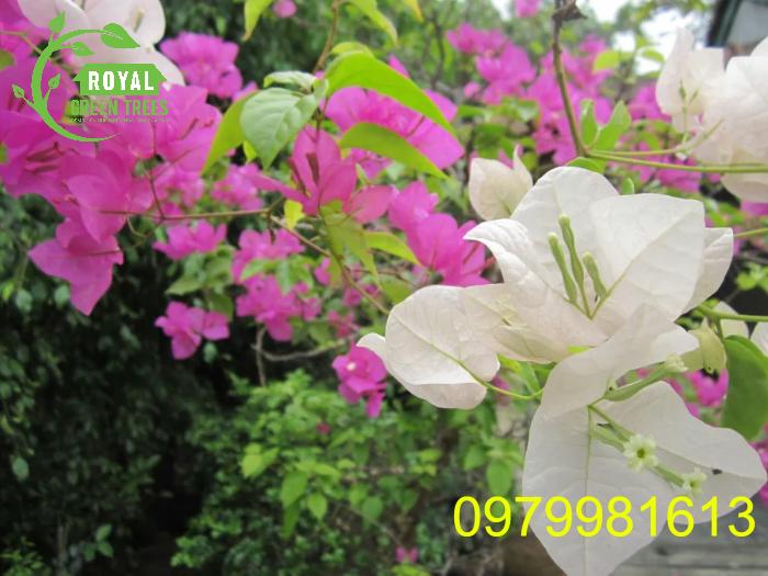 Hoa giấy màu hồng và trắng