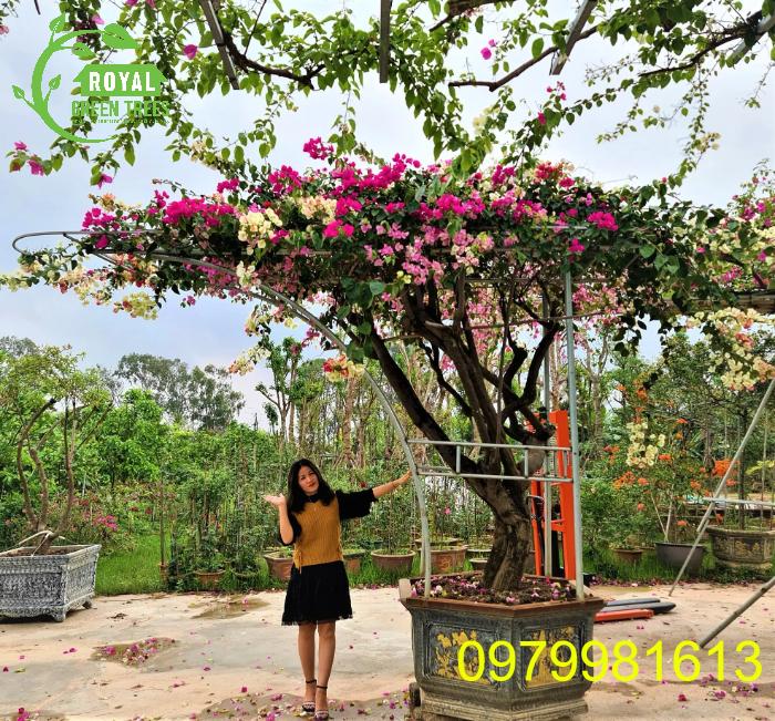 Cây hoa giấy đẹp