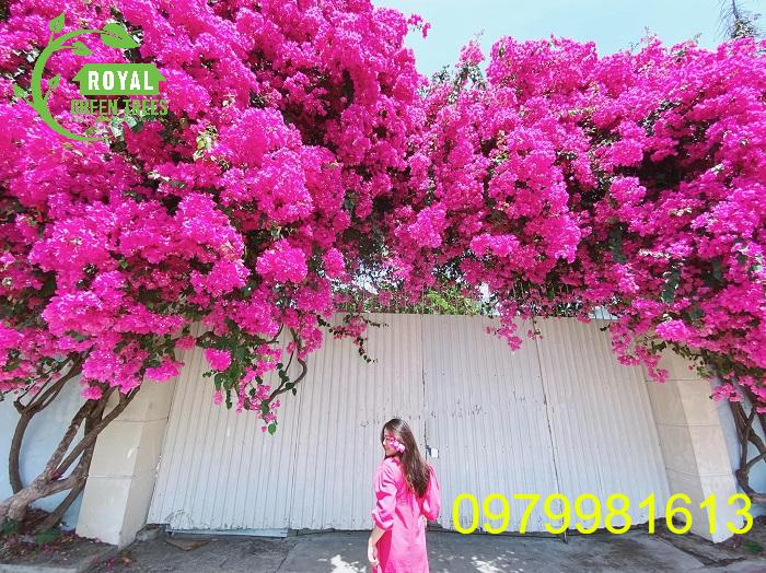 Hoa giấy làm đẹp cảnh quan