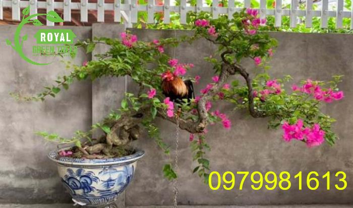Cây hoa giấy bonsai