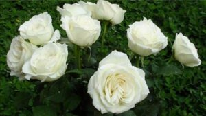 Hoa Hồng Trắng: Ý Nghĩa, Đặc Điểm, Cách Trồng Và Chăm Sóc