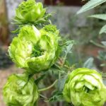 Bán Cây Hoa Hồng Xanh _ Jane Green độc lạ Ý nghĩa, giá cực rẻ