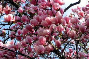 Cây hoa mộc lan đẹp quyến rũ, thơm nồng nàn - Hoala.vn