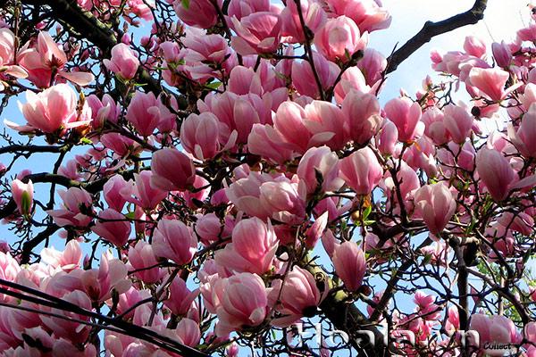 Cây hoa mộc lan đẹp quyến rũ, thơm nồng nàn - Hoala.vn