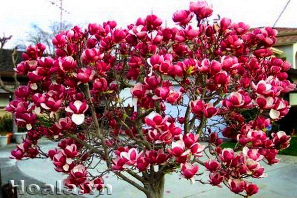 cay-hoa-moc-lan-1