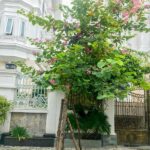 Hoa móng bò có phải là hoa ban?