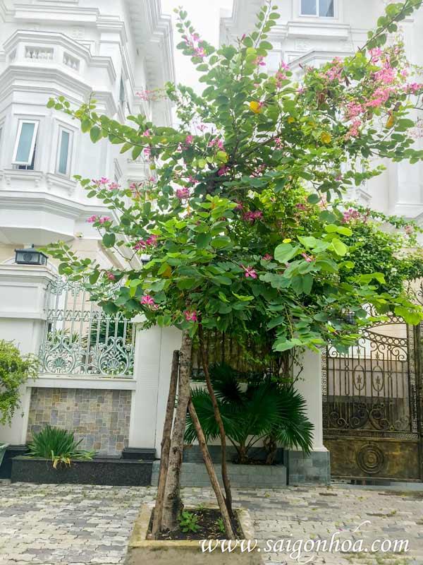 Hoa móng bò có phải là hoa ban?