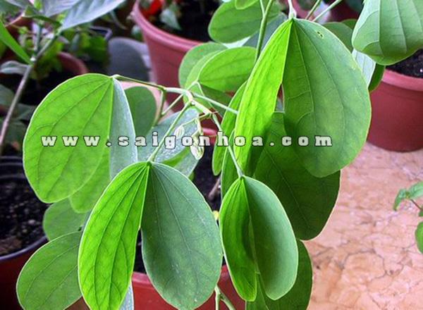 Hoa Móng Bò Có Phải Là Hoa Ban?