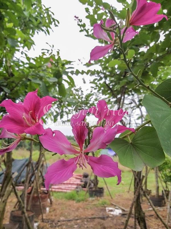 Hoa Móng Bò Có Phải Là Hoa Ban?