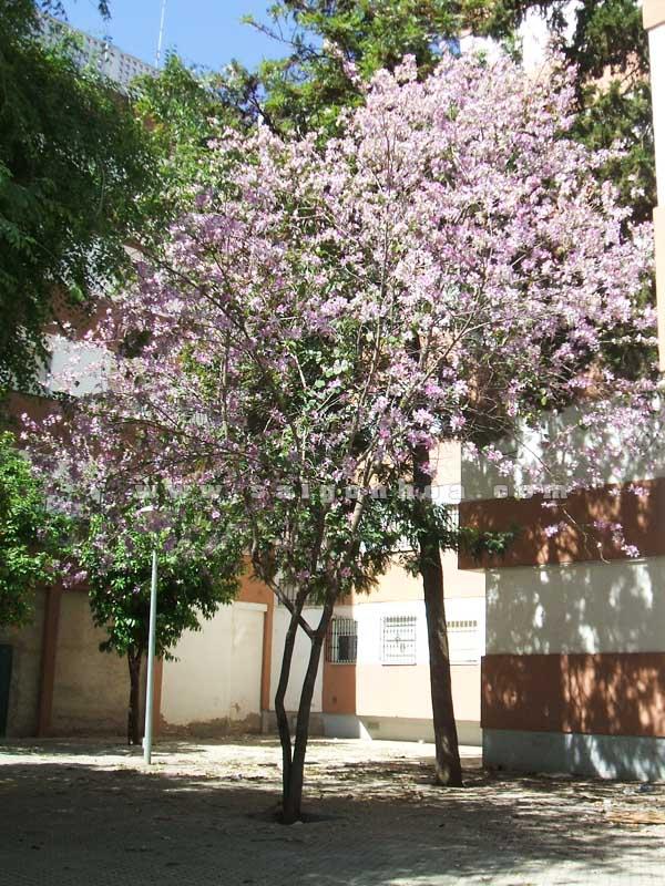 Hoa Móng Bò Có Phải Là Hoa Ban?