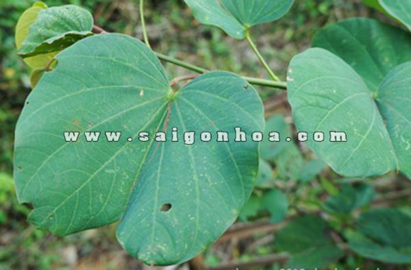 Hoa Móng Bò Có Phải Là Hoa Ban?