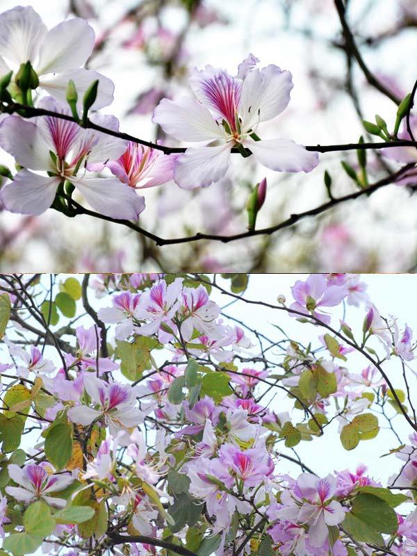 Hoa Móng Bò Có Phải Là Hoa Ban?