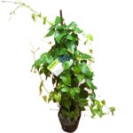 Cây Hoa Tigon - Cây Hoa leo giàn đẹp che nắng ở Hà Nội - HCM