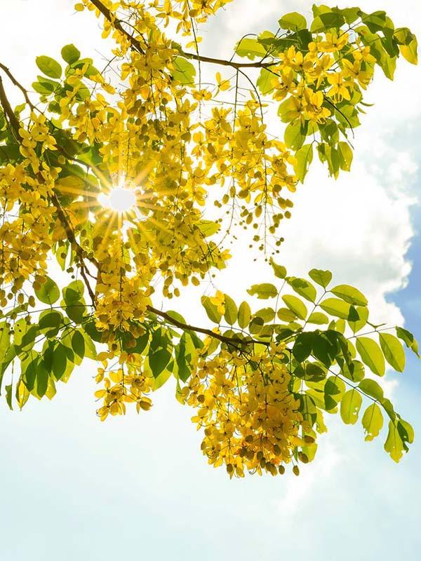 Cây Trồng Vỉa Hè