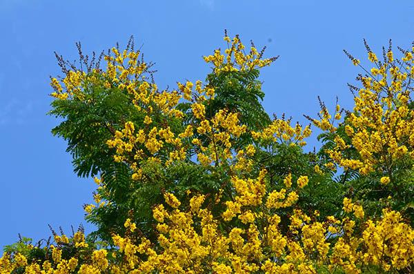 Lim Set Cây Trồng Vỉa Hè