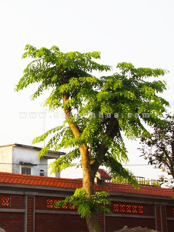 Cay Giang Huong Trong Trong Vuon Nha