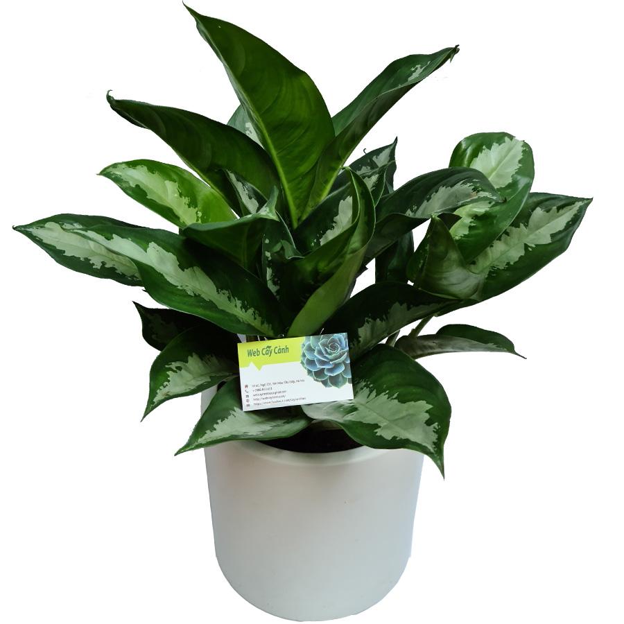 Cây Hoàng Hậu ấn tượng từ ngay cái nhìn đầu tiên