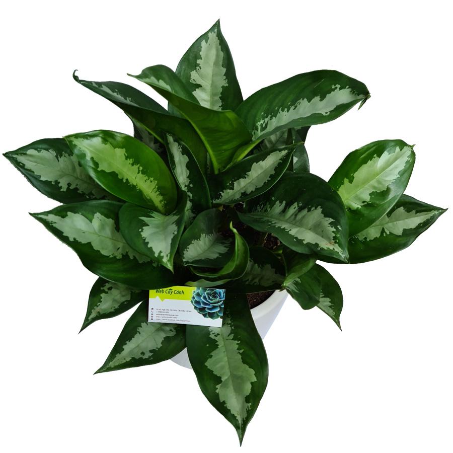 vườn cây hoàng hậu