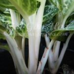 Cây Hoàng Kim Để Bàn - Sài Gòn Hoa