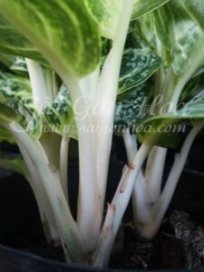 Cây Hoàng Kim Để Bàn - Sài Gòn Hoa