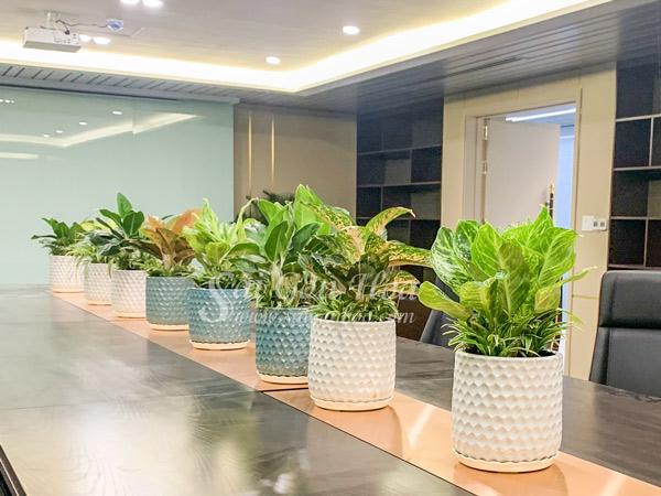 Cây Hoàng Kim Để Bàn