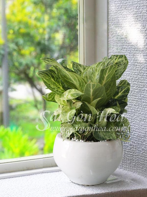 Cây Hoàng Kim Đặt Cửa Sổ