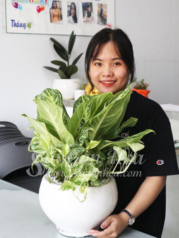 Cây Dùng Làm Quà Tặng