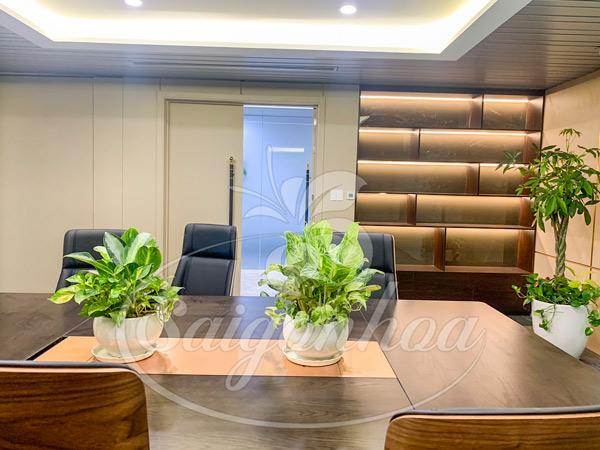 Cây Hoàng Kim Để Bàn