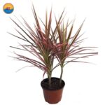 Cây Hồng Phát Tài hợp mệnh gì, tuổi gì? Ý nghĩa phong thủy