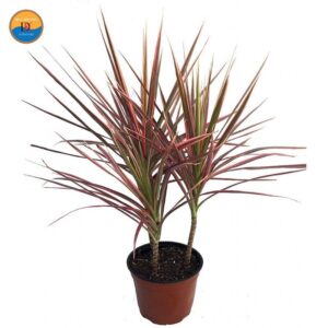 Cây Hồng Phát Tài hợp mệnh gì, tuổi gì? Ý nghĩa phong thủy