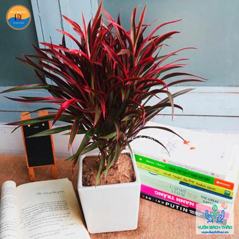 Cây Hồng Phát Tài hợp mệnh gì, tuổi gì? Ý nghĩa phong thủy