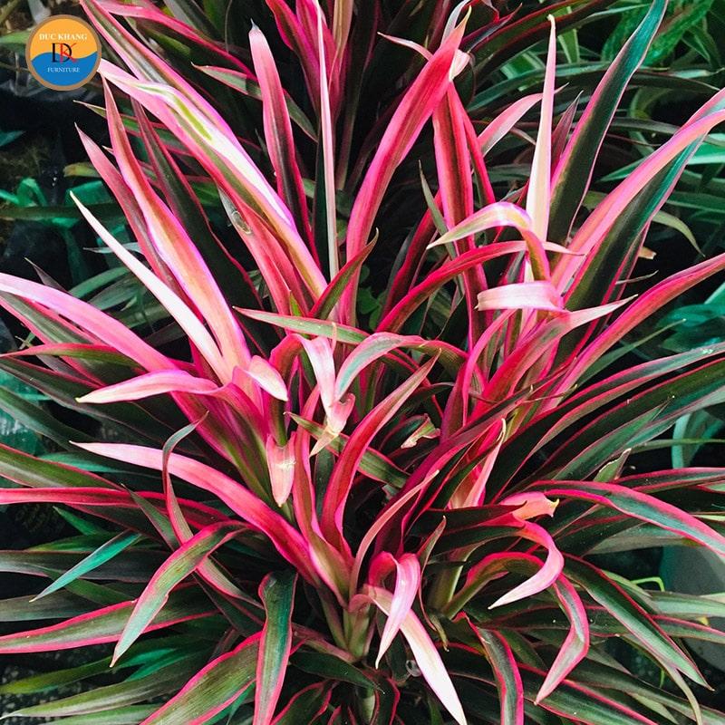 Cây Hồng Phát Tài hợp mệnh gì, tuổi gì? Ý nghĩa phong thủy