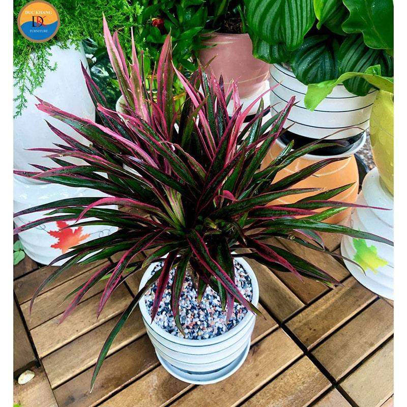 Cây Hồng Phát Tài hợp mệnh gì, tuổi gì? Ý nghĩa phong thủy