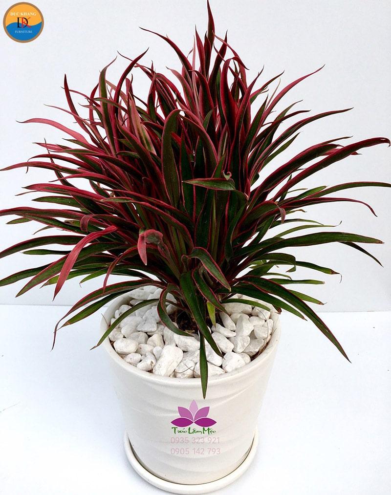 Cây Hồng Phát Tài hợp mệnh gì, tuổi gì? Ý nghĩa phong thủy