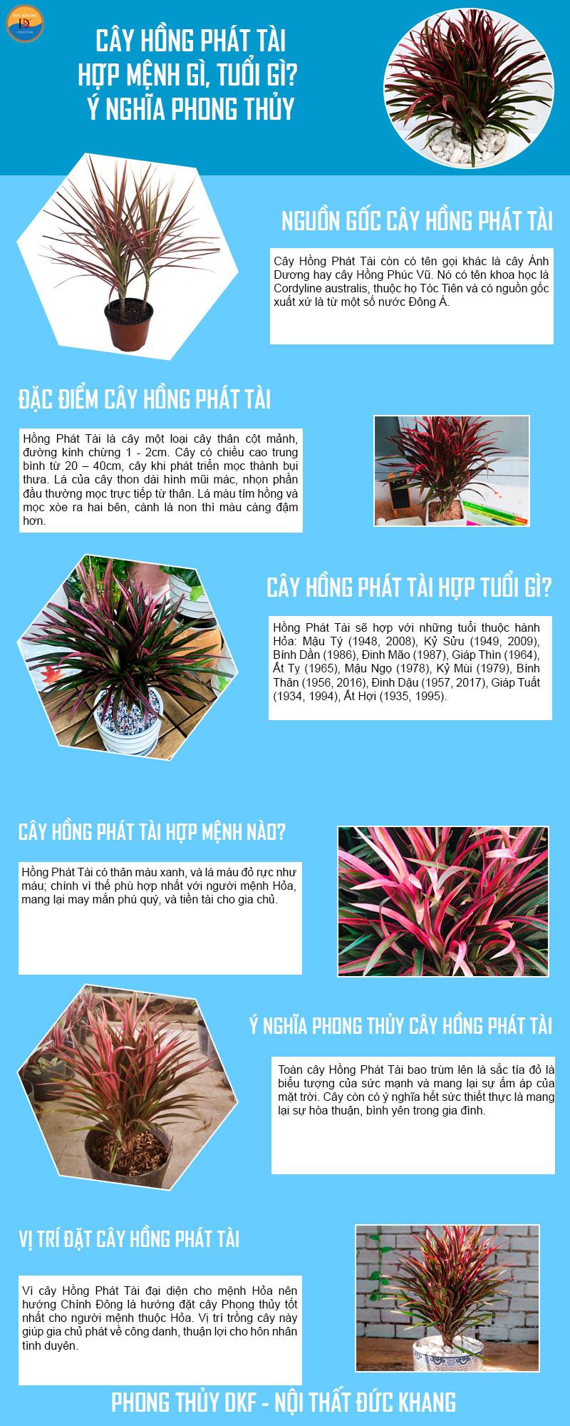 Cây Hồng Phát Tài hợp mệnh gì, tuổi gì? Ý nghĩa phong thủy