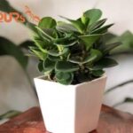 Cây Cảnh Trong Nhà Hợp Mệnh Thổ Theo Phong Thuỷ Tốt Cho Gia Chủ